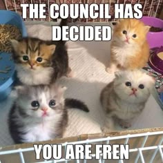 a meme image of three kittens in a cage. the top caption says "the council has decided." the bottom caption says "you are fren." the kittens are looking at the camera with adorable expressions. the image is a funny and relatable meme that has gone viral on the internet.