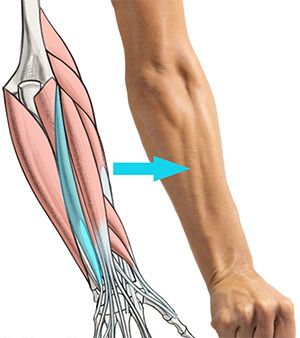 the image shows a closeup view of a person's right arm bent at the elbow, with a bright blue arrow pointing to the area where the brachioradialis muscle would be visible. the image highlights the muscular structure of the arm, with the skin removed to reveal the underlying muscles and tendons. the hand is clenched in a fist, suggesting tension or exertion.