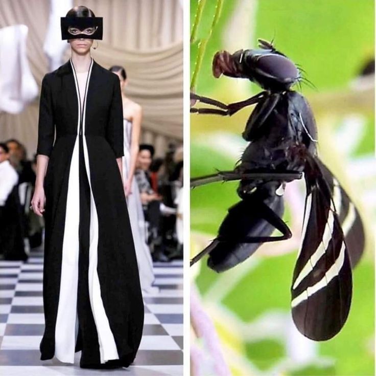 the image is a split image. the left side shows a fashion model wearing a long black dress with white vertical stripes, walking on a runway with a checkered floor. she is wearing a black mask covering her eyes. the right side of the image shows a black and white fly with striking white stripes on its wings. the fly is perched on a green plant with its wings folded back. the juxtaposition of the two images highlights the contrast between the elegance of high fashion and the natural beauty of the insect world.