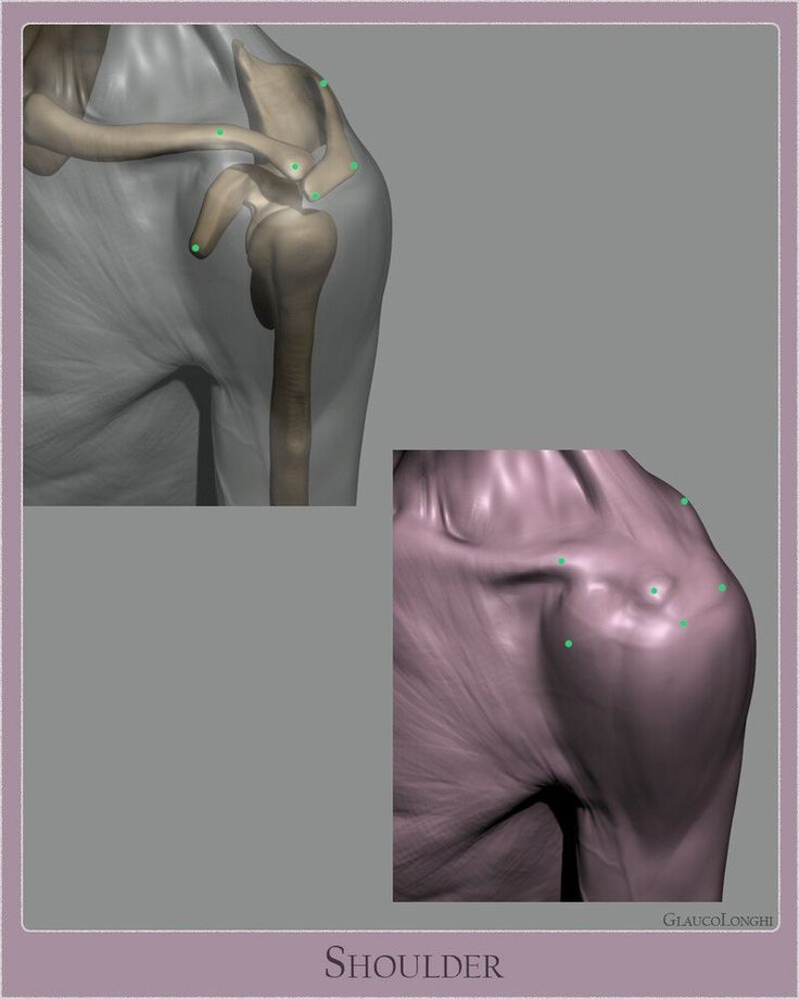 he image presents a detailed anatomical view of the human shoulder using 3d rendering. the top portion displays a skeletal structure with key points highlighted, showcasing the bony framework of the shoulder joint. the bottom portion illustrates the same perspective with overlaid muscles and tendons, providing a comprehensive representation of the shoulder's musculature.  the image is set against a neutral gray background with soft lighting, emphasizing the anatomical details and textures. the closeup, side view perspective offers a clear and focused understanding of the shoulder's complex structure, making it suitable for medical education or anatomical reference.