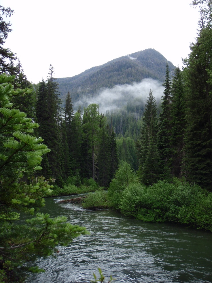serene landscape photograph depicts a gently flowing river cutting through a lush green forest.  the forest is dense with tall evergreen trees, and the river's water is calm and dark green. in the background, a mountain rises, its peak shrouded in mist or lowhanging clouds. the overall mood is peaceful and tranquil, suggesting a remote and untouched natural setting. the light suggests an overcast day.