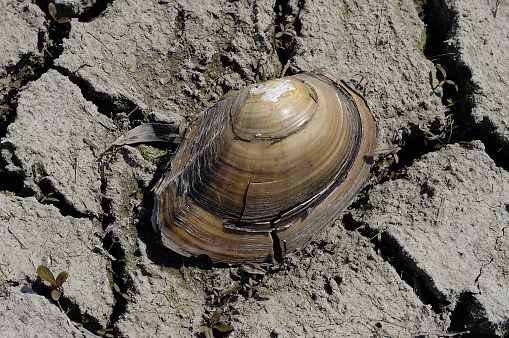 a single seashell sits on cracked, dry earth, emphasizing the effects of drought and climate change. the texture of the cracked earth contrasts with the smooth shell.