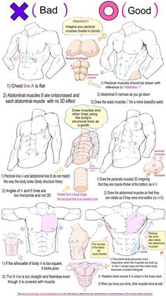a drawing tutorial shows how to draw a male torso with accurate musculature. the "bad" example on the left shows common mistakes, such as a flat chest, crisscrossed abdominal muscles, and a square silhouette. the "good" example on the right shows how to draw the muscles in a more threedimensional and realistic way, with the chest and abdominal muscles curving naturally. the tutorial also provides tips on how to draw the muscles from different angles and how to make the body look more dynamic.
