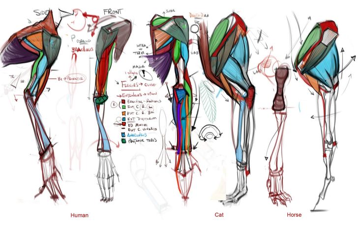 the image shows anatomical drawings comparing arm and leg muscle groups in humans, cats, and horses. it features both side and front views, highlighting different muscle groups with distinct colors and labels. the diagrams show the arrangement and structure of muscles in each species, likely for artistic or educational purposes.