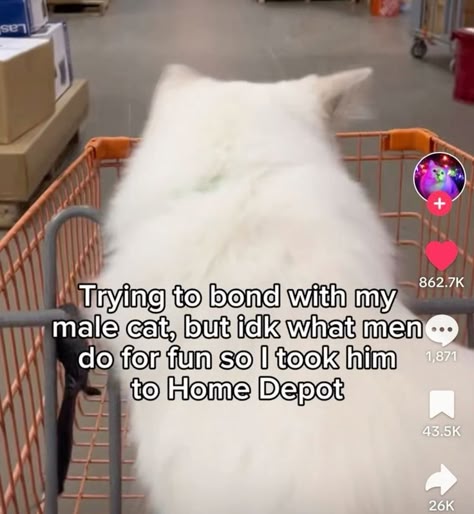 a white fluffy cat is sitting in a shopping cart at home depot. the cat is looking up at the camera. the image is a tiktok screen recording and has social media icons and like count visible. the caption on the image reads "trying to bond with my male cat, but idk what men do for fun so i took him to home depot"