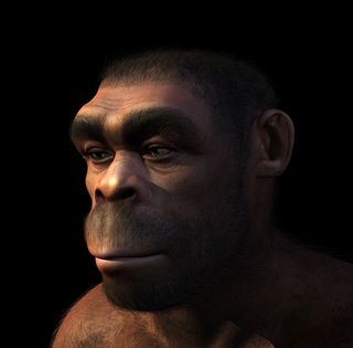 the image is a detailed, 3d digital rendering of a homo heidelbergensis individual. the reconstruction depicts a male with robust features characteristic of this hominin species, including a prominent brow ridge, a large nose, and a receding chin. the rendering focuses on the head and shoulders, showing a hairy, darkskinned individual. the lighting and shading give a realistic texture to the skin and hair. the background is uniformly dark, focusing attention on the facial features of the reconstruction.  the overall impression is a lifelike depiction of what a homo heidelbergensis might have looked like.