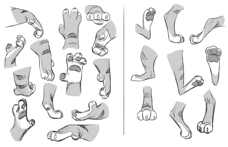 the image shows a collection of detailed sketches of cat paws and feet from various angles and perspectives. the sketches depict feline paws in different poses and include details such as paw pads, claws, toes, and fur patterns. the artwork appears to be a study of animal anatomy or a design resource for drawing cat paws.