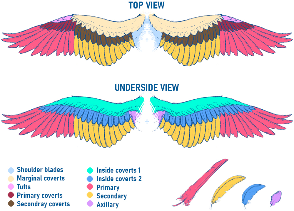 the image is a detailed illustration of a bird's wing, showing both the top and underside views.  each section of the wing is colorcoded and labeled with its anatomical name, including shoulder blades, marginal coverts, tufts, primary and secondary coverts, primary and secondary feathers, inside coverts (1 & 2), and axillary feathers.  there's a key explaining the colorcoding.  individual examples of different types of feathers are also shown at the bottom.  the style is a slightly sketchy, colorful drawing.