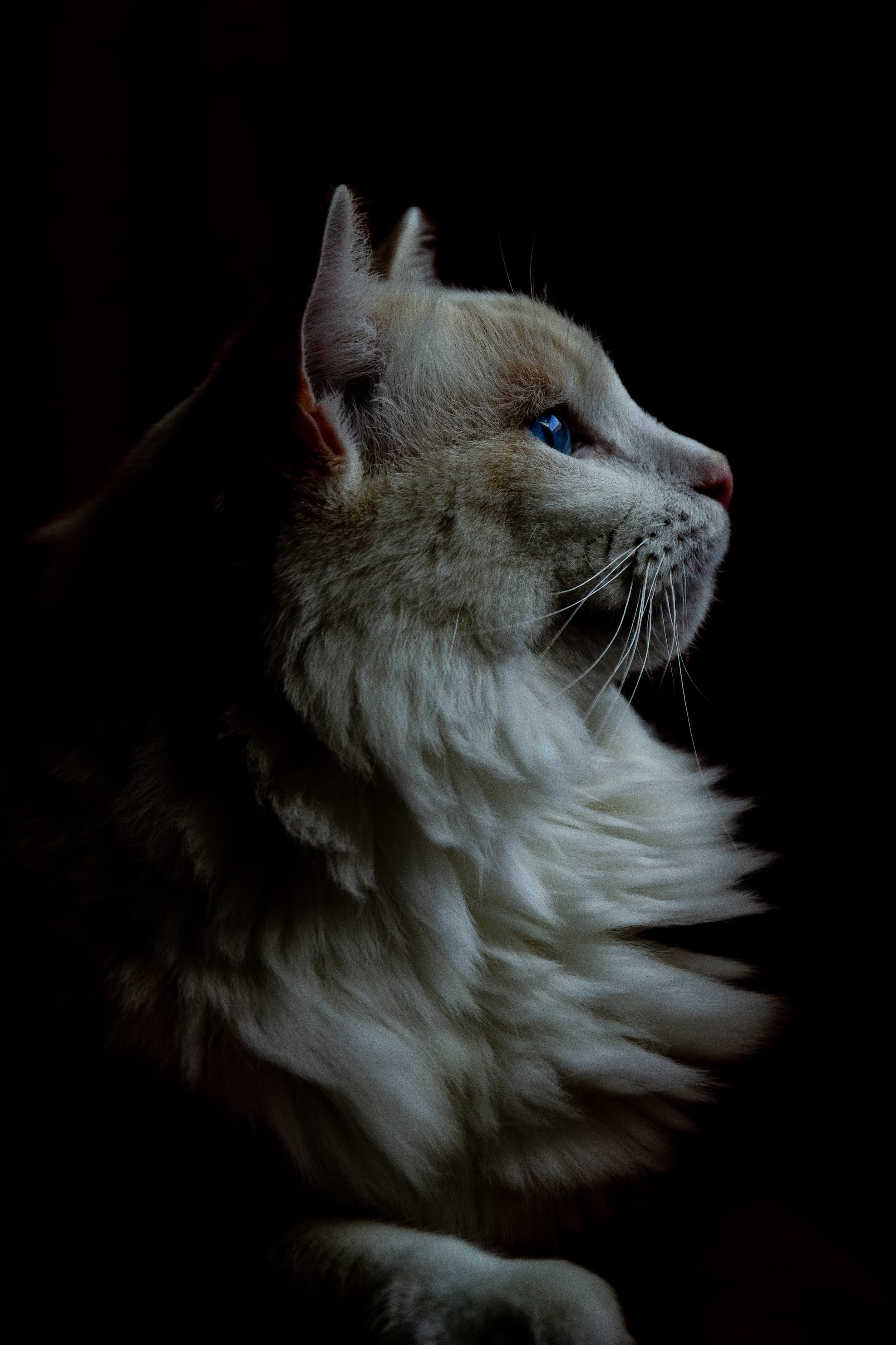 the image captures a side profile of a fluffy ragdoll cat with striking blue eyes. the lighting is dark, creating a dramatic contrast between the cat's light fur and the black background. the cat's attention is focused offcamera, adding a sense of intrigue and mystery.