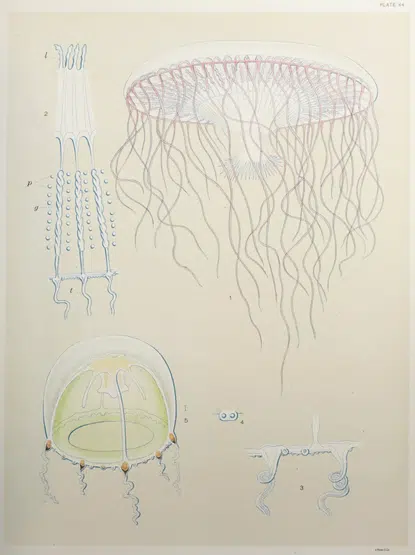the illustration showcases detailed anatomical drawings of a jellyfish. depicted in a vintage scientific style, it highlights different perspectives of the creature, including the bell, tentacles, and internal structures. the muted color palette adds to the scientific nature of the image.