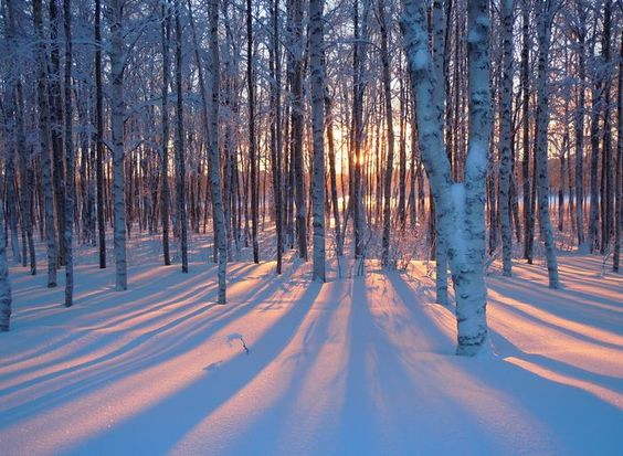 a serene winter scene unfolds in a birch forest, bathed in the warm glow of sunset.  the snowcovered ground is patterned with long shadows cast by the slender birch trees, their white bark glowing in the fading light. the sun, a fiery orb sinking below the horizon, peeks through the trees, casting a magical, ethereal ambiance.