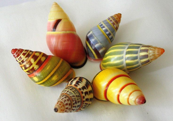 the image shows six colorful snail shells arranged in a circular pattern on a white background. the shells exhibit a variety of colors and patterns, including stripes, spots, and solid colors. they appear to be from liguus virgineus snails, also known as madagascar shells.