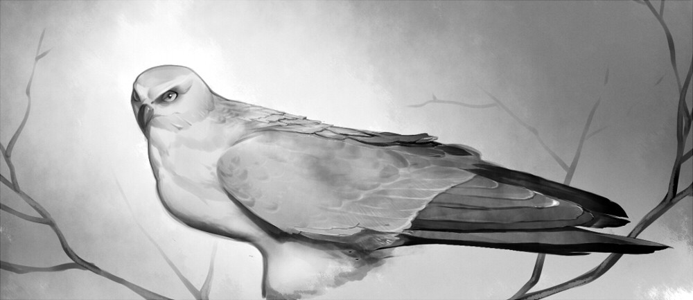 the image is a black and white drawing of a bird, likely a kind of kite, perched on a branch.  it is facing left and gazing ahead.  the background is lightly textured, and there are bare branches behind the bird on both sides.