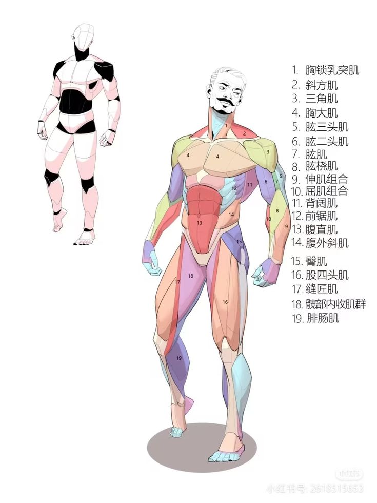 the image shows a detailed illustration of male human muscle anatomy.  on the left is a simplified skeletal figure, while the main focus is on the right, a colorcoded diagram of a male figure with each muscle labeled with both numbers and chinese characters. a numbered key in chinese provides the names of each muscle. the style is artistic and illustrative, suitable for educational or artistic purposes, specifically focused on figure drawing and understanding musculature.