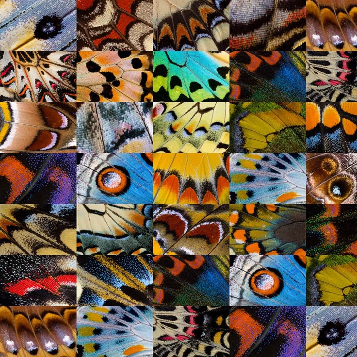 the image is a mosaic of closeup shots of various butterfly wings, showcasing a wide range of vibrant colors and intricate patterns. each section displays the detailed texture of the wings, including the individual scales. the overall impression is a colorful and diverse collection of natural designs.
