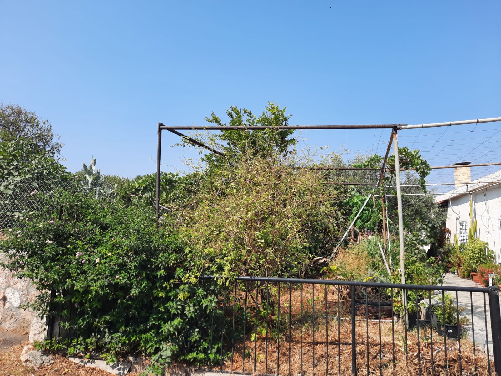 the image shows a garden with various plants, bushes, and trees. a black metal fence runs across the foreground. behind the fence, there's a variety of greenery. a metal trellis structure stands amidst the vegetation. in the background, part of a white house is visible, with a chimney and windows. the sky is clear and blue.