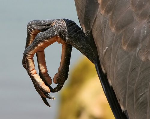 a closeup shot of a bird's foot, showing the sharp talons and textured feathers of its leg. the bird's foot is bent and the talons are pointed, highlighting the predatory nature of this creature. the image captures the intricate details of the bird's anatomy.