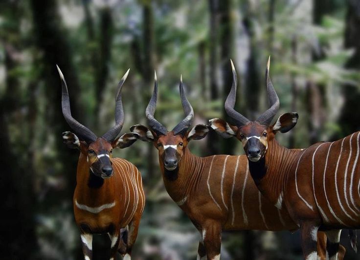 three bongos, a type of forest antelope, are standing in a lush green rainforest. they have long, spiraled horns and a distinctive red and white striped coat. the bongos are looking towards the viewer. the background is blurry and green. the image is taken from a low angle and the bongos are in the foreground.