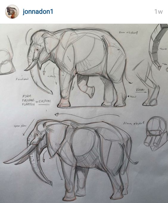 the image is a sketch page with two anatomical drawings of an elephant, one above the other. the top drawing shows the elephant's skeleton and muscles, while the bottom drawing shows the elephant's skin and wrinkles. the drawings are labeled with anatomical terms. the top left corner has an instagram profile picture, username, and post date.  the image is drawn with pencil on white paper.