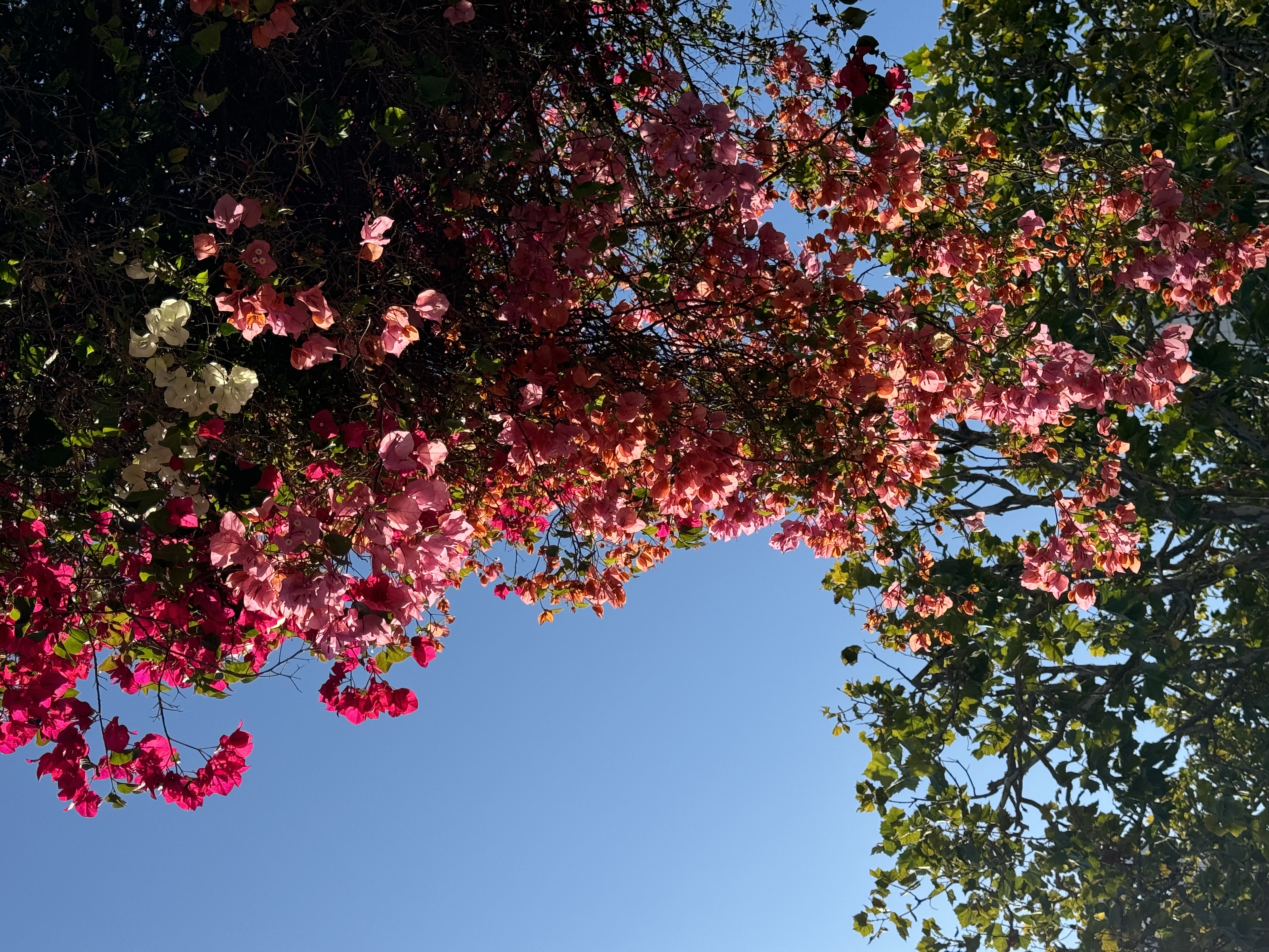 a low angle view of a bougainvillea plant with pink, magenta, orange, and white flowers against a bright blue sky. the plant is in full bloom and the flowers are vibrant and colorful. there are also green trees in the background.