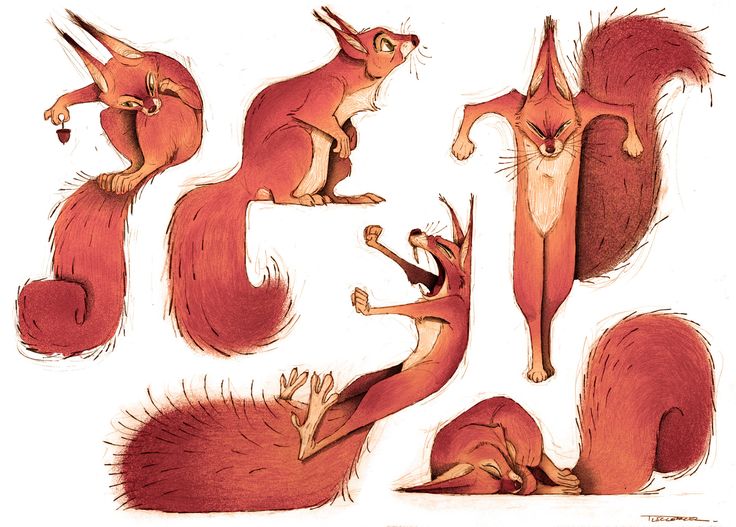the image contains multiple cartoon illustrations of a red squirrel in various poses and expressions. one squirrel is sitting and holding an acorn, another is sitting and looking upwards, one is standing with an angry expression, one is lying down and sleeping, and another is depicted shouting or yawning while lying on its back. the style is reminiscent of character design sketches.