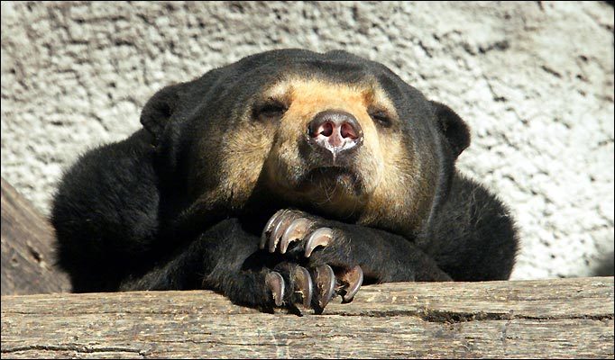 a sun bear is resting on a log with its paws covering its face.  the bear has its eyes closed.