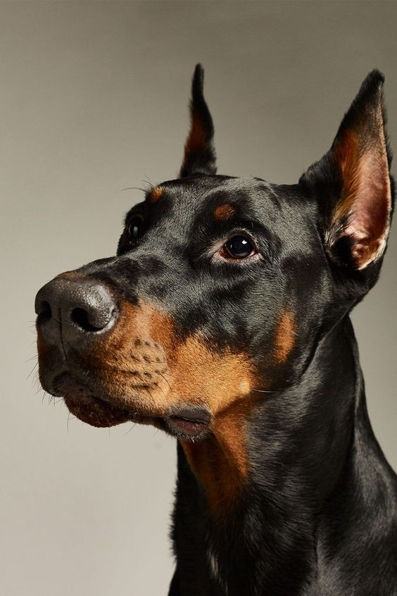 the image shows the head and neck of a doberman pinscher against a light grey, solid background. the dog's head is turned to its left, and it is looking up and to the right. the dog has a black and tan coat and dark brown eyes. the image is welllit and the dog is in focus.