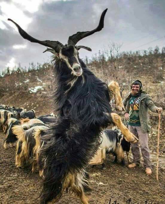a goat with large, curved horns is standing on its hind legs, seemingly posing for the camera. the goat has long, black fur and is part of a herd of goats. a man with a stick stands nearby, likely the herder. the scene is rural and outdoors.