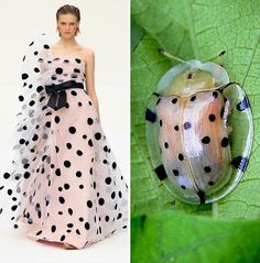 the image shows a split screen with a woman on the left and a beetle on the right. the woman is wearing a white, pink, and black polkadot dress with a sheer overlay. the beetle is a translucent, lightcolored species with black polkadots that is perched on a green leaf. both the dress and the beetle share similar patterns.