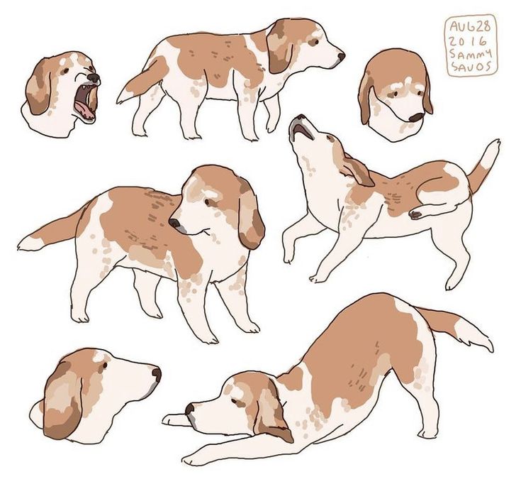 the image is a collection of charming illustrations of a beagle dog in various poses.  the style is simple and slightly cartoonish, with soft lines and a limited color palette of tan, brown, and white. the drawings depict the beagle in different actions: standing, lying down, yawning, and playfully stretching.  there is also a separate headshot and another shot of the beagle from the side. each drawing is distinct, showcasing the dog's playful nature and personality.  the artwork includes a small text label in the upper right corner with a date ("aug 28 2016") and what appears to be a name ("sammy sauos").
