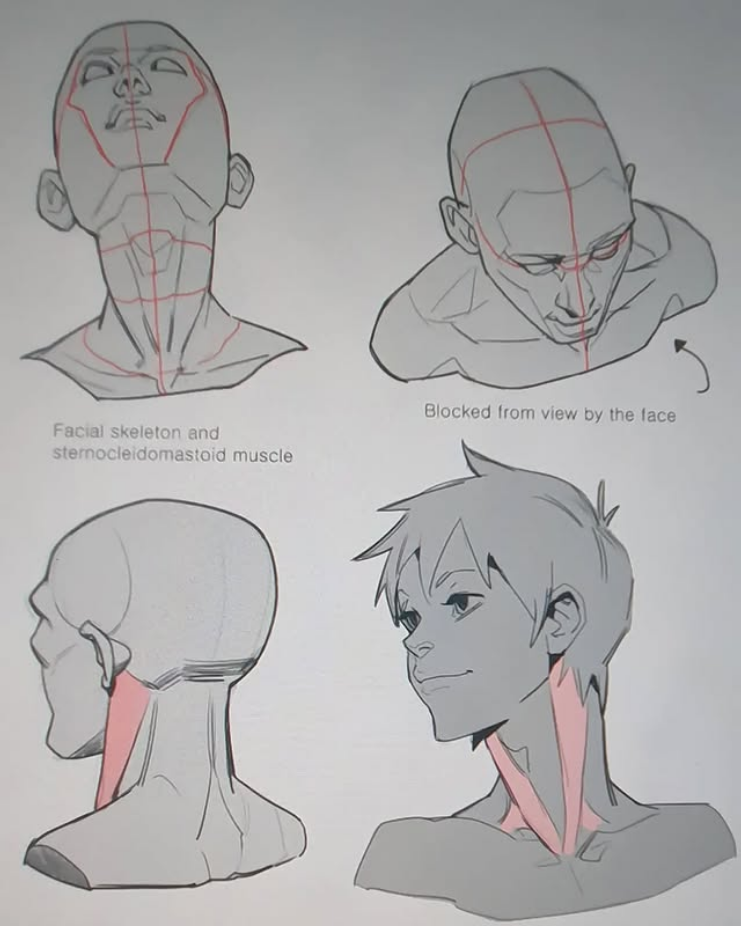 he image contains four drawings illustrating the anatomy of the head and neck. the top left drawing shows a frontal view of a head tilted upward, with red lines indicating the facial skeleton and sternocleidomastoid muscle. the top right drawing shows a threequarter view of a head and neck, with a grid overlay showing the underlying structure. the bottom left drawing shows a side profile of a head and neck, highlighting the sternocleidomastoid muscle. the bottom right drawing is a threequarter view of a stylized animestyle head and neck, showing the sternocleidomastoid muscle.  each drawing provides a different angle and level of detail to help understand the anatomy of this area.  labels provide context and clarify the anatomical structures being depicted.