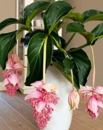 a large, green plant with long stems and large leaves is in a white vase. hanging from the stems are clusters of delicate, pink flowers in full bloom. the plant sits on a light brown wood floor. in the background, we see a white cabinet. the room is filled with natural light.