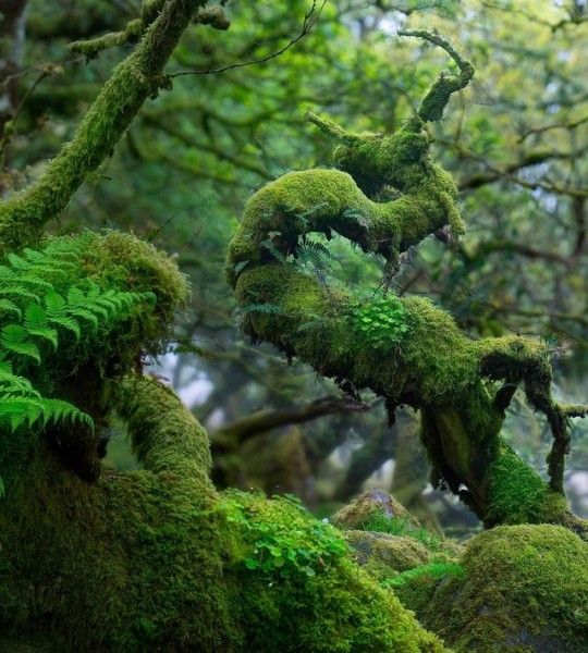 a photograph capturing the lush greenery of a woodland environment. the image prominently features mosscovered trees and branches, with ferns growing amidst the mossy terrain.  the scene is vibrant and evokes a sense of tranquility and natural beauty.