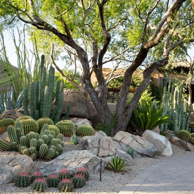 the image shows a beautifully designed xeriscape garden. the garden features a variety of droughttolerant plants, primarily cacti and succulents, artfully arranged amongst large rocks and gravel. a mature palo verde tree provides shade and anchors the composition. the overall style is reminiscent of southwestern desert landscaping, highlighting the use of native plants and natural materials suitable for an arid climate. the pathway suggests the garden is part of a residential or commercial landscape. the scene is sunlit and showcases the textures and colors of the desert flora.