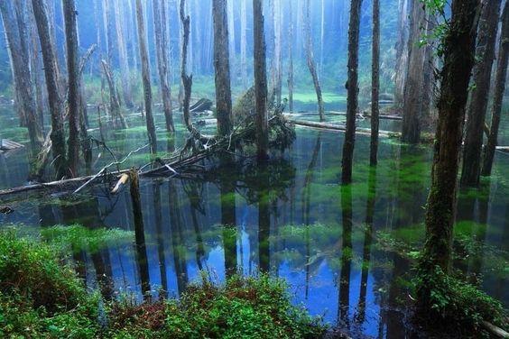 a serene forest scene featuring a shallow body of water reflecting the tall, slender trees and overcast sky. the water is a vibrant bluegreen, mirroring the lush greenery and creating a sense of tranquility and peace.  many of the trees appear dead, with some having fallen into the water. the overall atmosphere is calm and contemplative, highlighting the beauty of nature in its stillness.