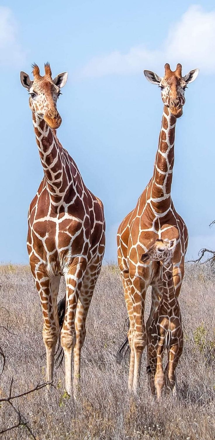 two giraffes stand in a grassy field, their long necks outstretched. they are looking at the camera, with their spots clearly visible on their brown coats. the sky is blue and sunny, with some clouds in the background. the giraffes are in a natural setting, and the photo captures their beauty and grace.