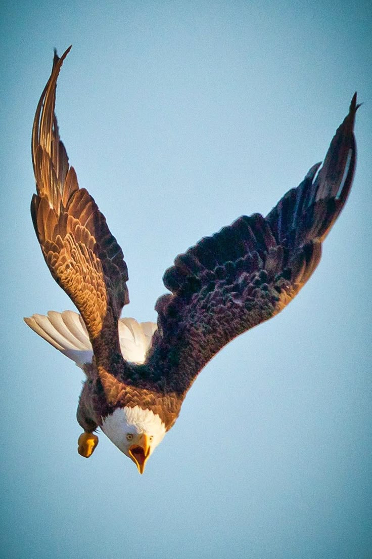 a bald eagle is captured in middive against a clear blue sky. the eagle has its wings spread wide, creating a v shape, and is angled downward. its talons are extended, and its beak is open, suggesting a hunting posture. the bird's plumage is a mix of dark brown and white, typical of adult bald eagles.