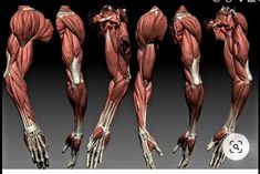 the image displays six different views of a sculpted human arm, meticulously detailed to showcase the muscular structure.  it appears to be a 3d model, set against a neutral, dark gray background. the lighting is soft and even, emphasizing the form and definition of the muscles. this type of image is often used as a reference for artists, medical students, or anyone interested in studying human anatomy.