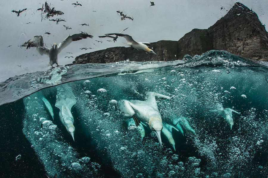 this is a splitview photograph, showing above and below the waterline. above the water, several gannets are flying, with one landing on a rocky outcrop. the sky is overcast. below the water, several gannets are diving, surrounded by numerous bubbles. the water is clear and blue, and the birds are captured middive.