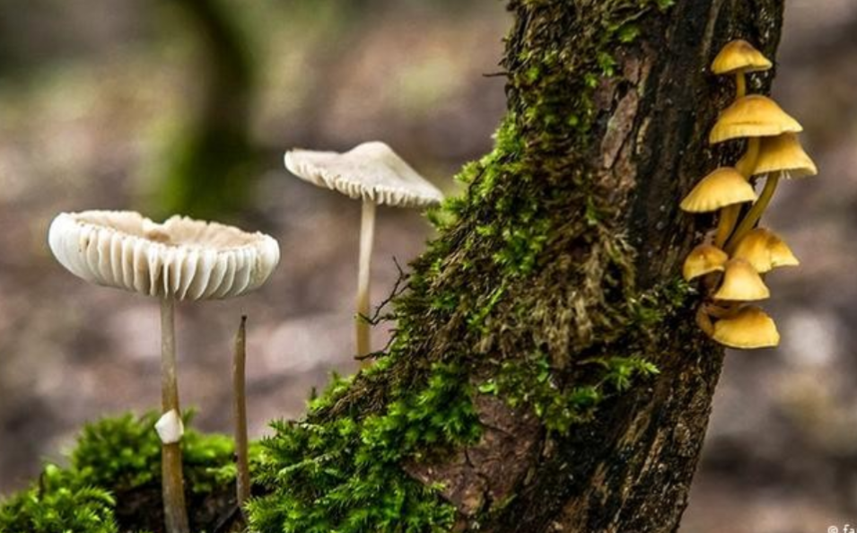 a closeup shot of a group of mushrooms growing on the forest floor. the mushrooms are white with a delicate, frilly cap and are growing among green moss. a tree trunk covered in moss and bark can be seen in the background, and a cluster of yellow mushrooms is growing on the tree trunk.  the scene captures the beauty and diversity of life in a forest ecosystem.