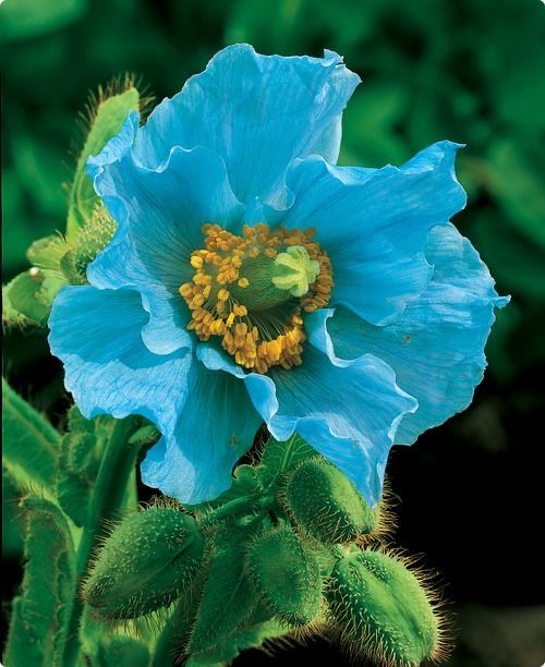 the image shows a closeup view of a blue poppy flower in full bloom. the petals of the flower are a vibrant blue color, with delicate, crinkled edges. the center of the flower features a cluster of bright yellow stamens, creating a striking contrast against the blue petals. the background is a blur of green foliage, further emphasizing the beauty of the blue poppy.