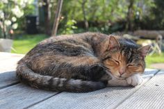 a tricolored tabby cat is curled up, sleeping soundly on a wooden deck. the cat's fur is a mix of brown, black, and orange, and its eyes are closed peacefully. the background is a blur of green grass and trees, suggesting a sunny day.