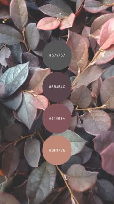 a closeup photograph of a collection of leaves in various shades of green, purple, brown, and pink. the leaves are arranged in a random pattern and overlap each other. the image includes color swatches with hex codes.