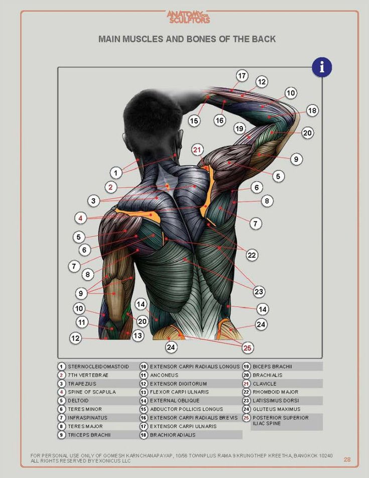 the image is a detailed anatomical illustration of the muscles and bones of the human back. it is a posterior view, showing the back of a muscular figure with skin removed to reveal the underlying musculature.  each muscle and bone is clearly outlined and numbered, with a corresponding key at the bottom of the image providing the anatomical name for each structure. the overall style of the illustration is clean and educational, likely intended for medical professionals or students studying anatomy.