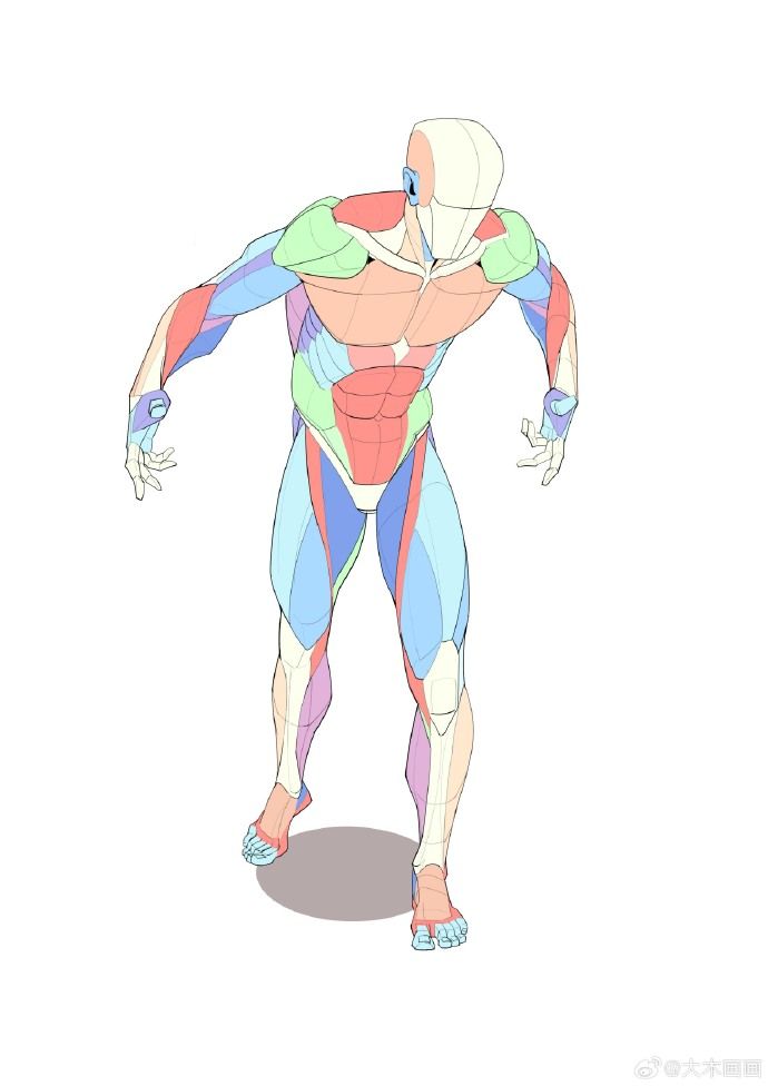 the image is a stylized anatomical drawing of a male human figure.  the figure is depicted in a slightly bentover pose, and the musculature is clearly indicated using different pastel colors to differentiate various muscle groups.  the rendering style is clean and somewhat simplified, making it ideal as a reference for artists interested in learning about human anatomy and figure drawing.  the figure stands on a small, shaded circle on a white background.  the style is reminiscent of a 3d model that has been rendered in a 2d format.