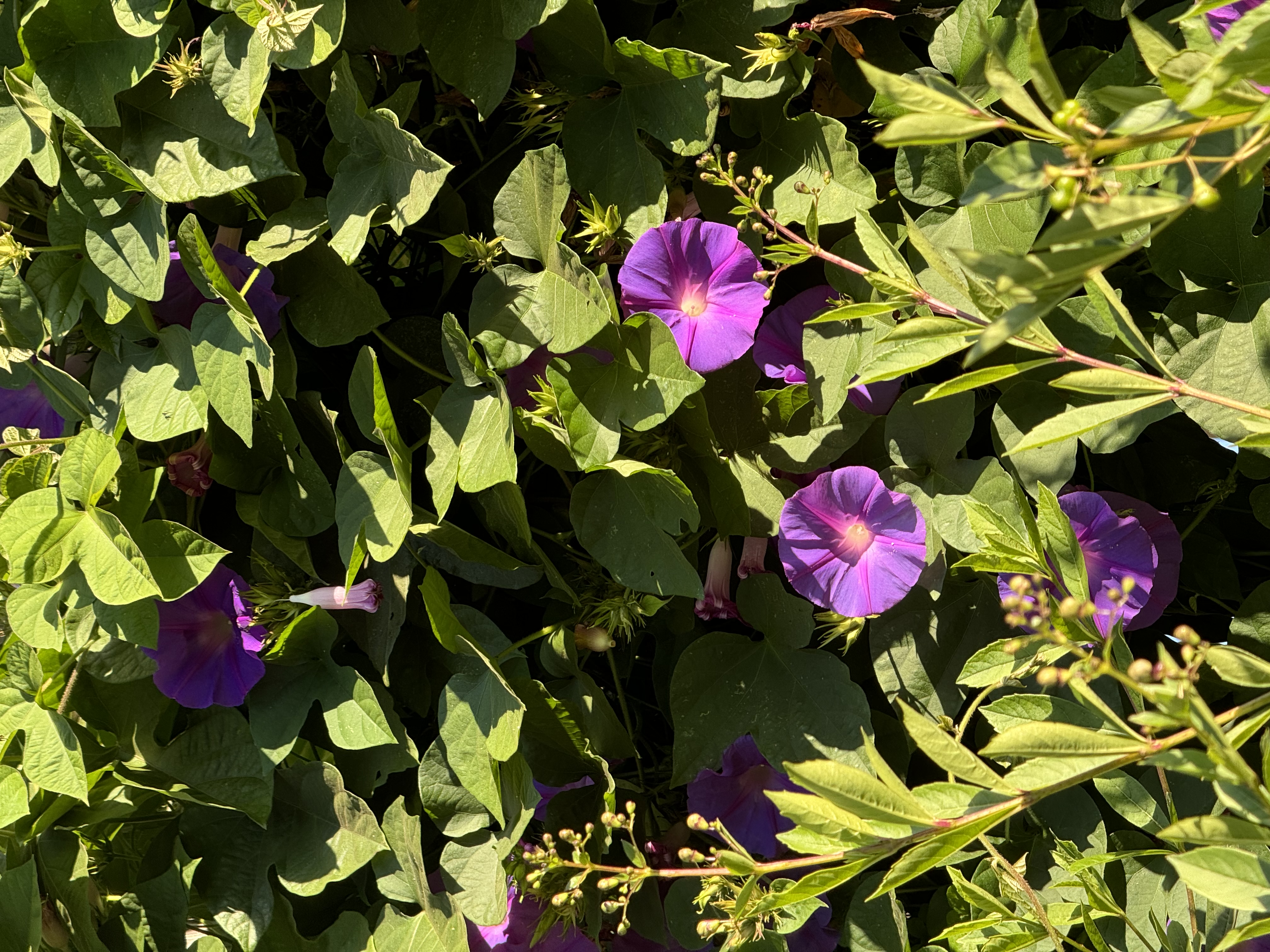 a photo of purple morning glories growing among green leaves in the sunshine.