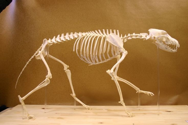 a complete dog skeleton is displayed on a wooden platform. it is standing on all four legs, with its head slightly tilted to the side. the skeleton is wellpreserved and has a natural, beige color. the bones are clearly visible, including the skull, spine, ribs, legs, and paws. the skeleton appears to be mounted on small clear plastic rods to keep it stable. the backdrop behind the skeleton is a light brown color, and there is a slight shadow from the skeleton cast on the background.