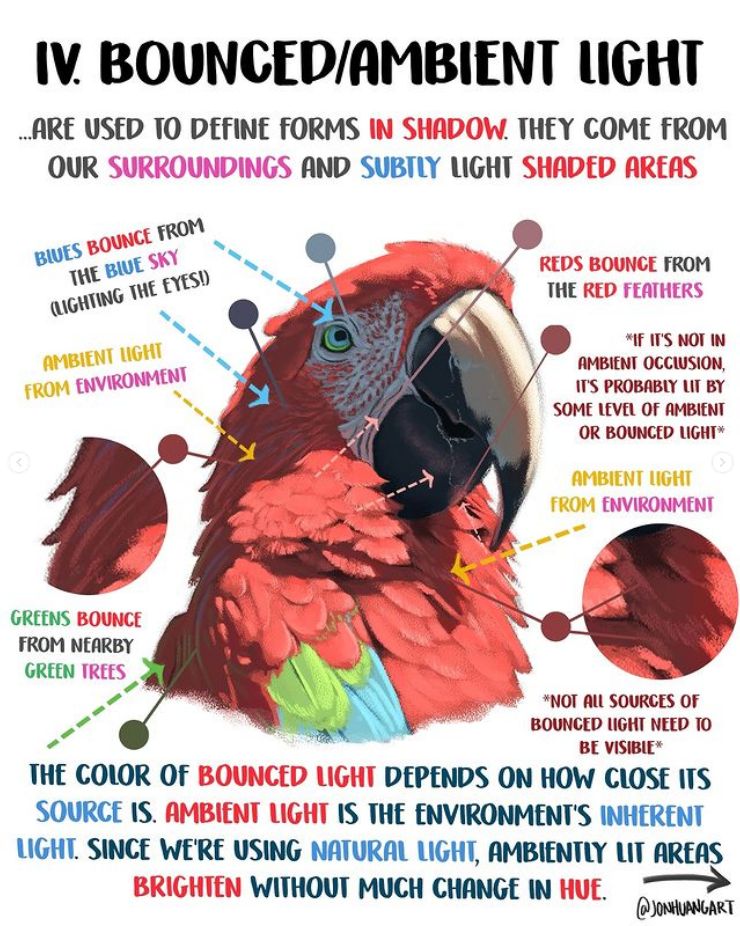 the image is a digital art tutorial illustrating the concept of bounced and ambient light in painting.  it uses a detailed closeup of a scarlet macaw as a visual example.  the tutorial explains how bounced light—light reflecting off surrounding surfaces like the sky, trees, and the bird's own feathers—defines forms within shadowed areas. it shows how these reflections subtly brighten shaded parts of the macaw without drastically changing the hue.  arrows and color swatches indicate the light sources and their corresponding reflected colors on the bird. the text emphasizes that ambient light is the environment's inherent light, and that not all sources of bounced light need to be directly visible.  the overall style is clean and informative, typical of an educational artistic resource.