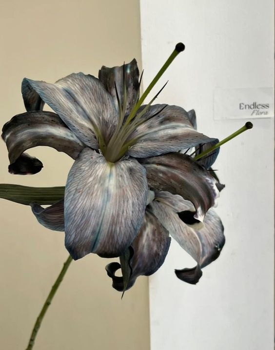 a closeup shot of a single darkhued lily flower. the lily displays shades of dark grey, blue, and purple in its petals, which have subtle striations. the flower is dramatically lit, highlighting its texture and color.  the background features a muted beige and a white surface. a small, white label with the text "endless flora" is visible in the upper right corner.  the stem of the lily extends downward out of the frame. the overall aesthetic is elegant and moody.