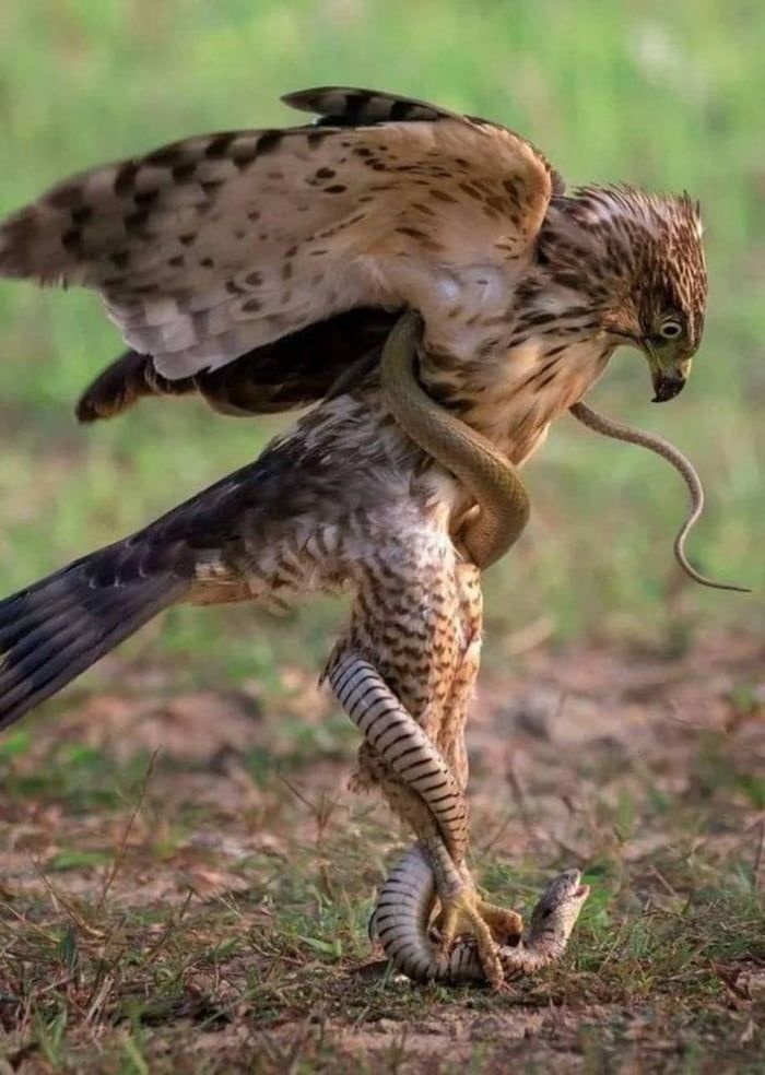 a bird of prey, possibly a hawk, is caught in a struggle with a snake. the snake is wrapped around the bird's body, including its neck and legs. the bird is standing on the ground with its talons gripping the snake. the background is a blurred green, suggesting a natural environment. the image captures a moment of intense predatorprey interaction in the wild.
